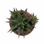 https://bo.cactijardins.com/FileUploads/produtos/as-nossas-plantas/haworthia/cactijardins_haworthia_limifolia_ref2192_thumb.jpg