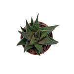 https://bo.cactijardins.com/FileUploads/produtos/as-nossas-plantas/haworthia/cactijardins_haworthia_limifolia_ref2773_thumb.jpg