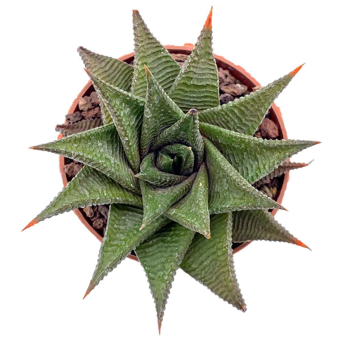https://bo.cactijardins.com/FileUploads/produtos/as-nossas-plantas/haworthia/cactijardins_haworthia_limifolia_ref3396_o5olczkr.jpg