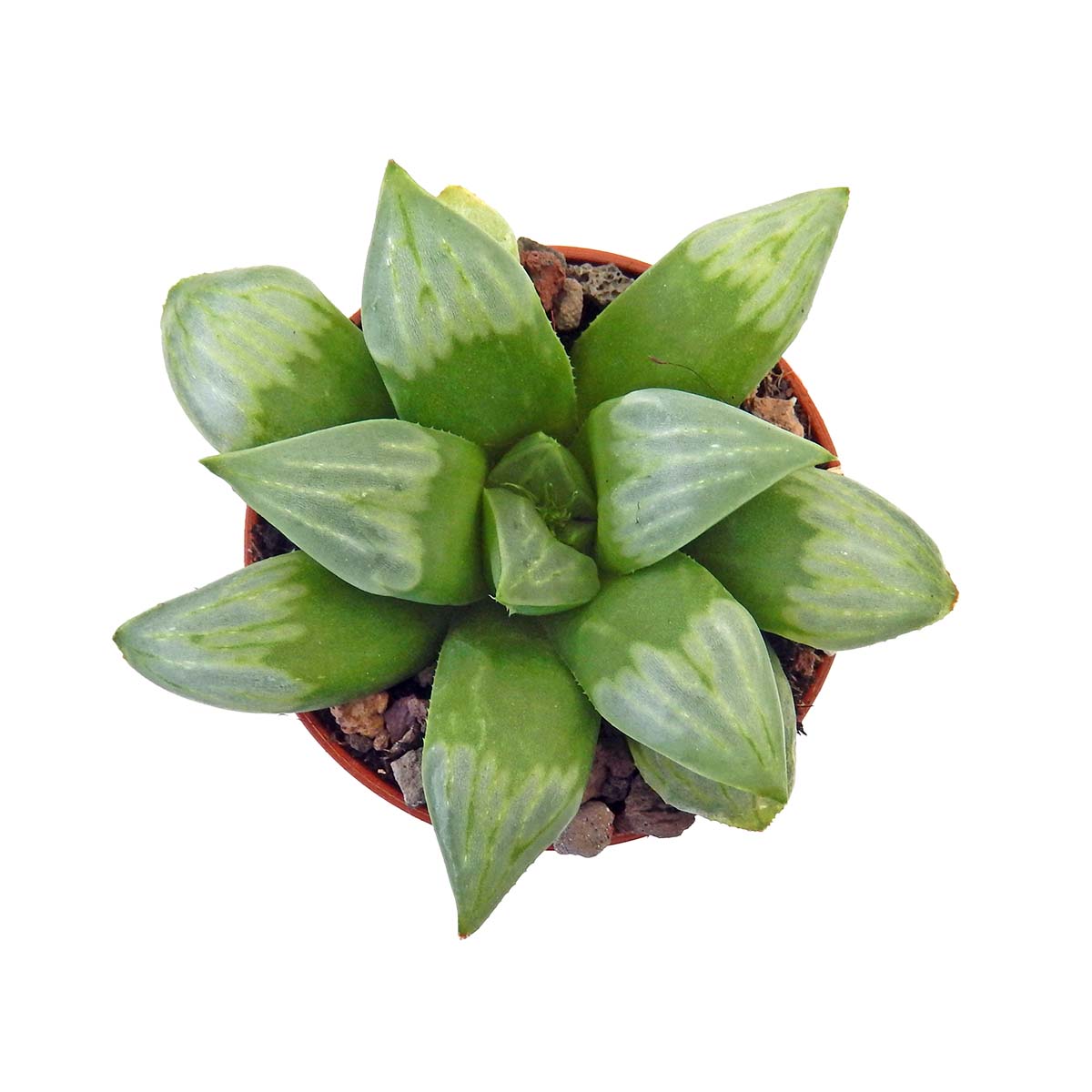 https://bo.cactijardins.com/FileUploads/produtos/as-nossas-plantas/haworthia/cactijardins_haworthia_multicava_cv_byakuya_ref4269.jpg