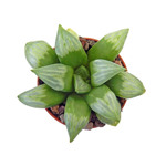 https://bo.cactijardins.com/FileUploads/produtos/as-nossas-plantas/haworthia/cactijardins_haworthia_multicava_cv_byakuya_ref4269_thumb.jpg