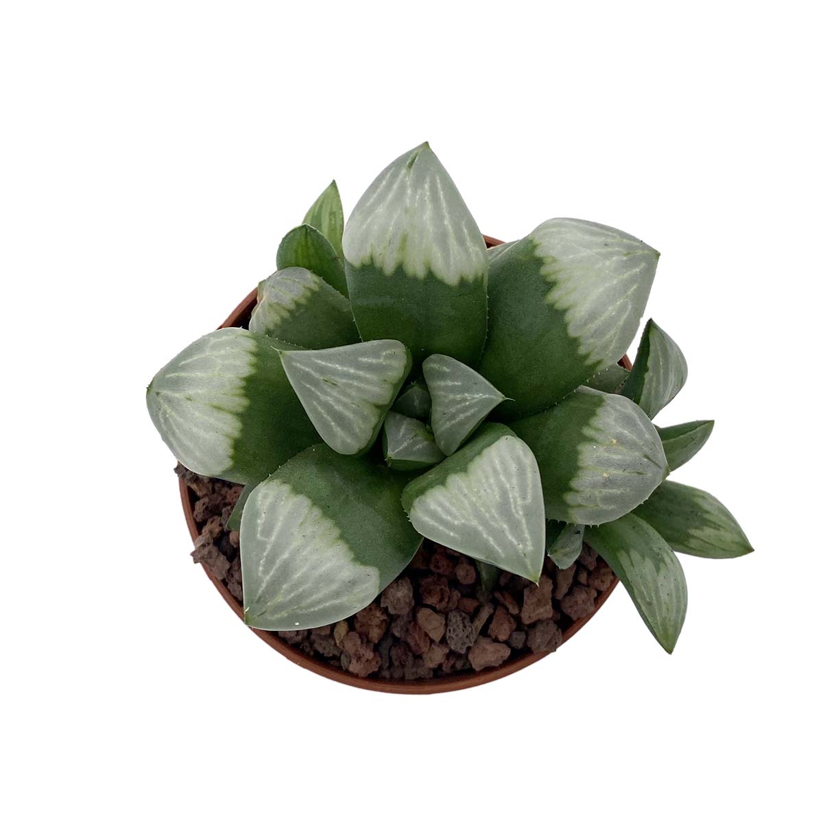 https://bo.cactijardins.com/FileUploads/produtos/as-nossas-plantas/haworthia/cactijardins_haworthia_mutica_cv_byakuya_ref3296.jpg