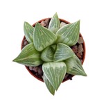 Haworthia retusa ‘Milky Way’ variegata