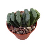 https://bo.cactijardins.com/FileUploads/produtos/as-nossas-plantas/haworthia/cactijardins_haworthia_truncata_ref4270_thumb.jpg