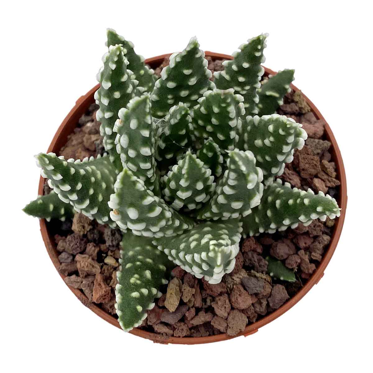 https://bo.cactijardins.com/FileUploads/produtos/as-nossas-plantas/haworthia/cactijardins_haworthia_tulista_pumila_ref2335_wd5joxjd.jpg