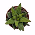 https://bo.cactijardins.com/FileUploads/produtos/as-nossas-plantas/haworthia/cactijardins_haworthia_tulista_pumila_ref3444_thumb.jpg