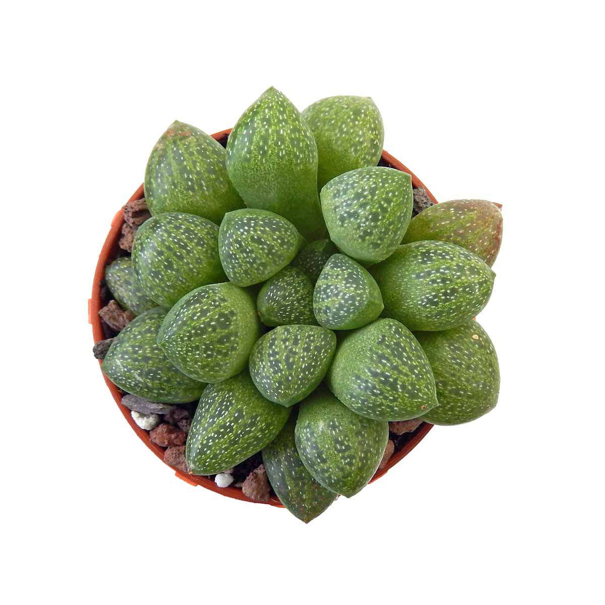 https://bo.cactijardins.com/FileUploads/produtos/as-nossas-plantas/haworthia/cactijardins_haworthia_turgida_var_suberecta_ref4271.jpg