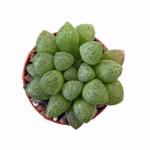 Haworthia turgida var. suberecta