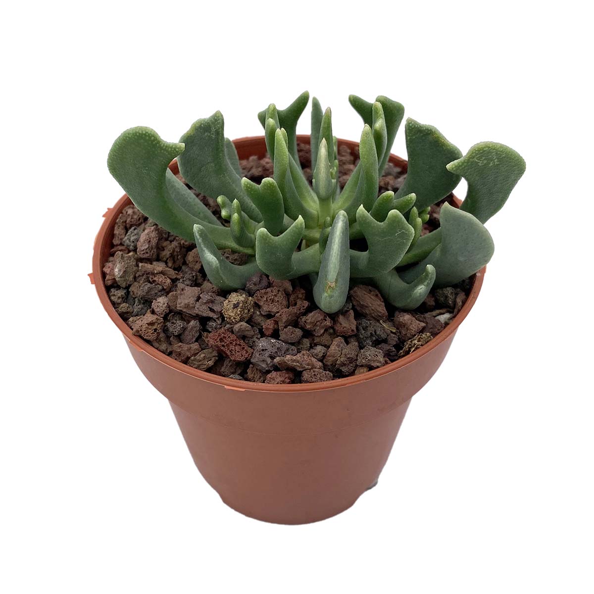 https://bo.cactijardins.com/FileUploads/produtos/as-nossas-plantas/hereroa/cactijardins_hereroa_dolabriformis_ref2556.jpg