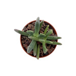 https://bo.cactijardins.com/FileUploads/produtos/as-nossas-plantas/hereroa/cactijardins_hereroa_dolabriformis_ref3558_thumb.jpg