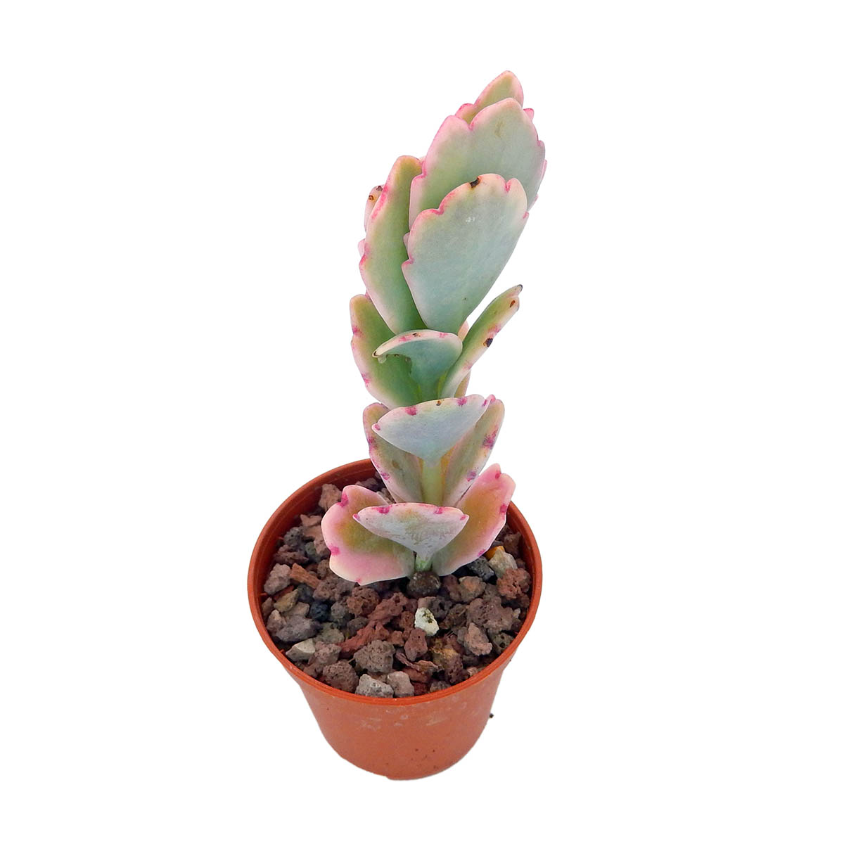 https://bo.cactijardins.com/FileUploads/produtos/as-nossas-plantas/kalanchoe/cactijardins_kalanchoe_fedtschenkoi_variegata_ref3944.jpg