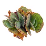 https://bo.cactijardins.com/FileUploads/produtos/as-nossas-plantas/kalanchoe/cactijardins_kalanchoe_marmorata_ref1318_thumb.jpg