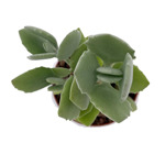 https://bo.cactijardins.com/FileUploads/produtos/as-nossas-plantas/kalanchoe/cactijardins_kalanchoe_millotii_2_ref1901_thumb.jpg