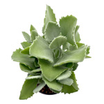 https://bo.cactijardins.com/FileUploads/produtos/as-nossas-plantas/kalanchoe/cactijardins_kalanchoe_milotii_ref1403_thumb.jpg