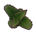 https://bo.cactijardins.com/FileUploads/produtos/as-nossas-plantas/kalanchoe/cactijardins_kalanchoe_synsepala_ref_thumb.jpg