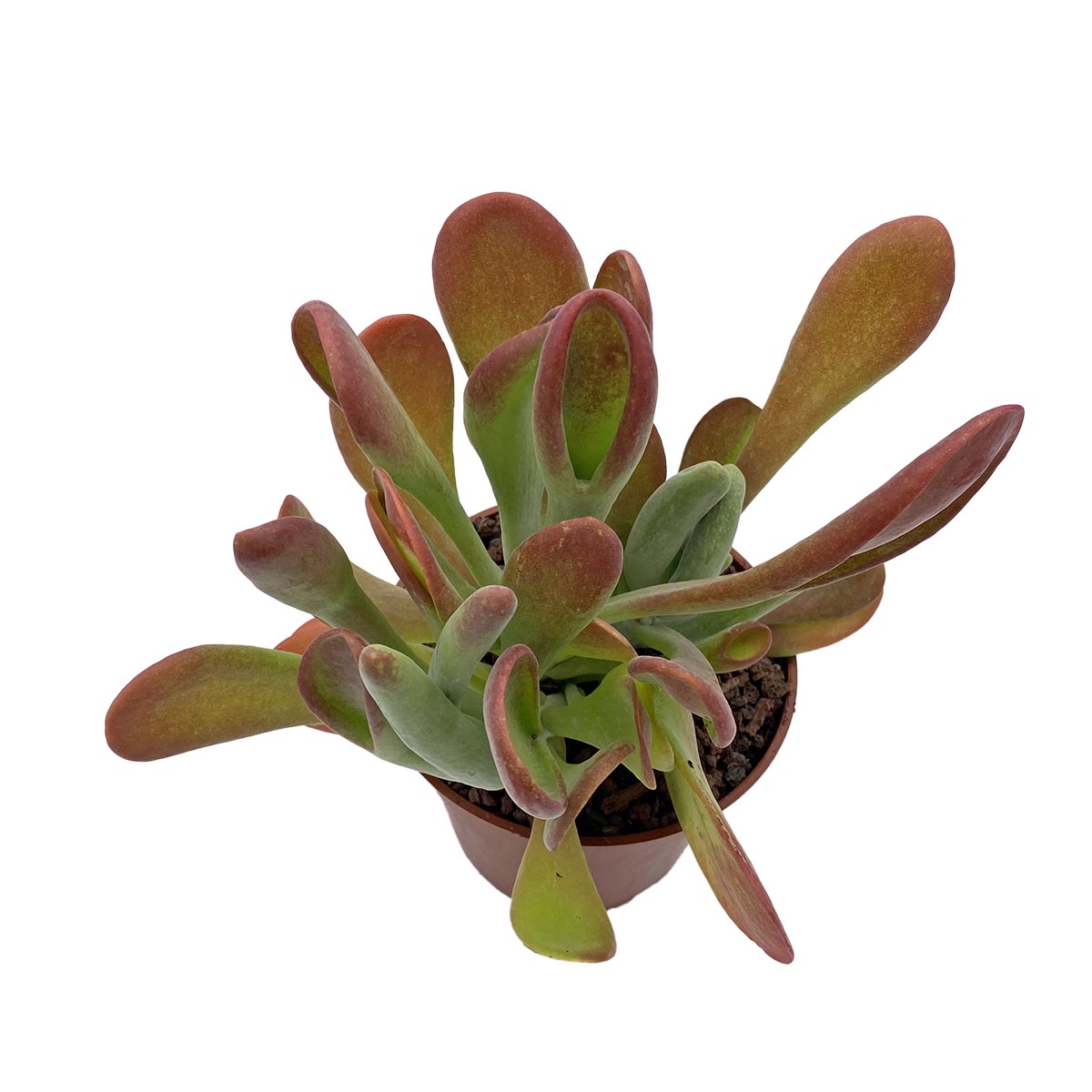 https://bo.cactijardins.com/FileUploads/produtos/as-nossas-plantas/kalanchoe/cactijardins_kalanchoe_thyrsiflora_monstruosa_ref1483.jpg