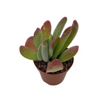 https://bo.cactijardins.com/FileUploads/produtos/as-nossas-plantas/kalanchoe/cactijardins_kalanchoe_thyrsiflora_monstruosa_ref1483_nzyfq1yl_thumb.jpg