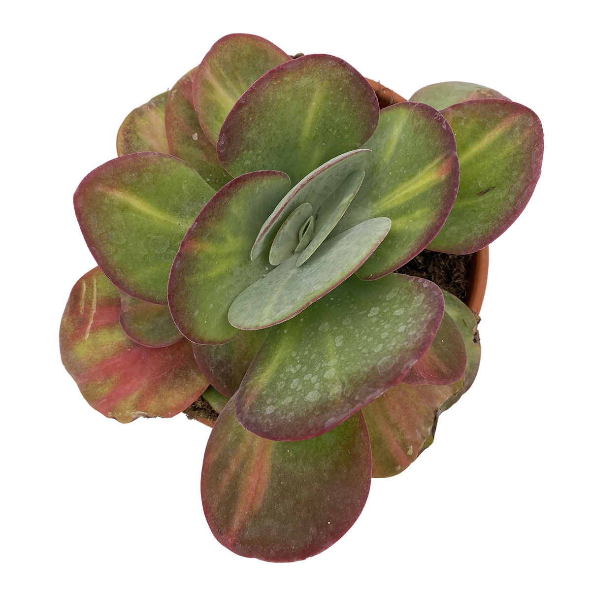 https://bo.cactijardins.com/FileUploads/produtos/as-nossas-plantas/kalanchoe/cactijardins_kalanchoe_thyrsiflora_variegata_ref1581.jpg