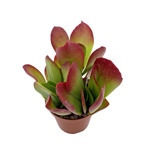 https://bo.cactijardins.com/FileUploads/produtos/as-nossas-plantas/kalanchoe/cactijardins_kalanchoe_vivien_ref3376_thumb.jpg