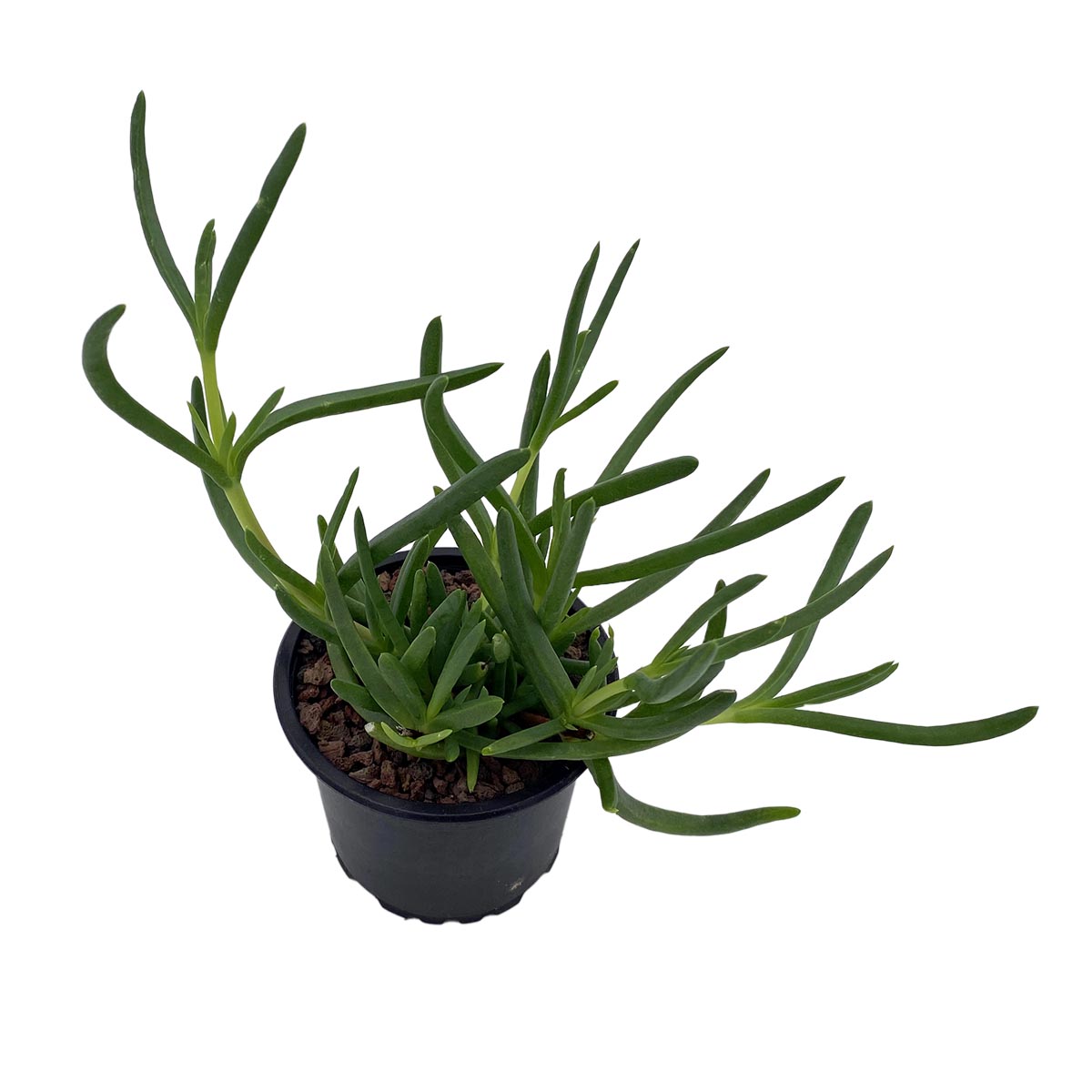 https://bo.cactijardins.com/FileUploads/produtos/as-nossas-plantas/lampranthus/cactijardins_lampranthus_coccineus_ref3151.jpg