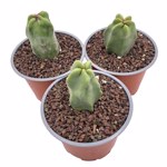 https://bo.cactijardins.com/FileUploads/produtos/as-nossas-plantas/lophocereus/cactijardins_lophocereus_scottii_f_monstruosus_ref3736_thumb.jpg