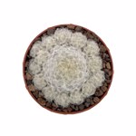 Mammillaria plumosa
