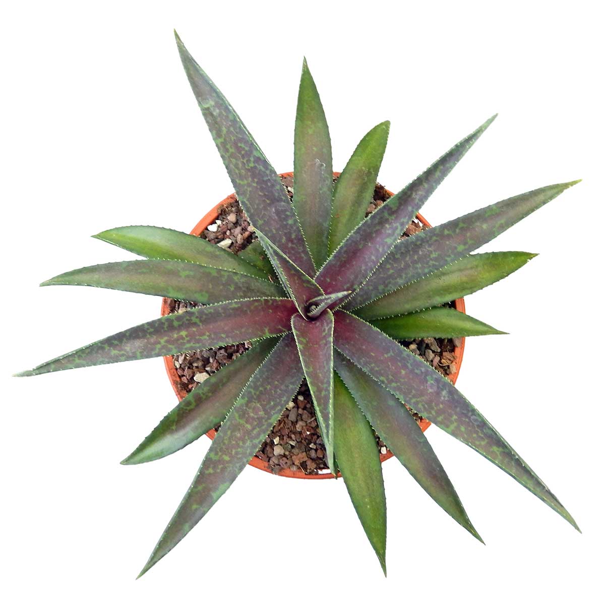 https://bo.cactijardins.com/FileUploads/produtos/as-nossas-plantas/mangave/cactijardins_mangave_blazing_saddles_ref4227.jpg