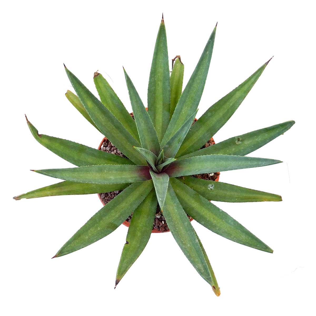 https://bo.cactijardins.com/FileUploads/produtos/as-nossas-plantas/mangave/cactijardins_mangave_painted_desert_ref4225.jpg