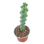 https://bo.cactijardins.com/FileUploads/produtos/as-nossas-plantas/myrtillocactus/cactijardins_myrtillocactus_geometrizans_cv_fukurokuryuzinboku_ref3905_thumb.jpg