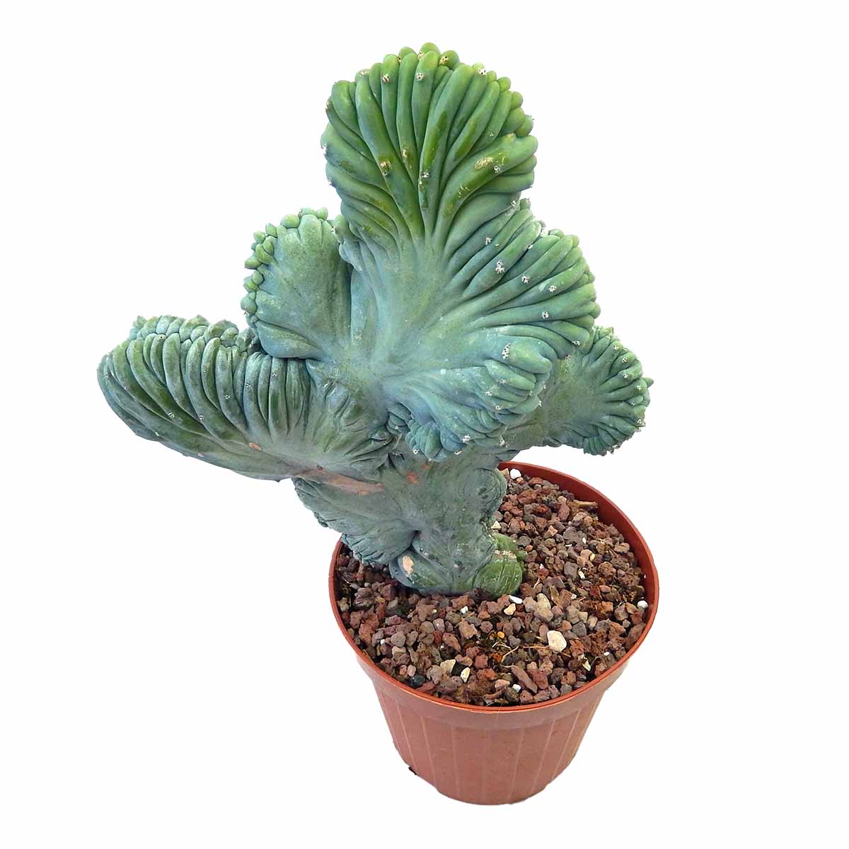 https://bo.cactijardins.com/FileUploads/produtos/as-nossas-plantas/myrtillocactus/cactijardins_myrtillocactus_geometrizans_strictum_cristata_ref4231.jpg