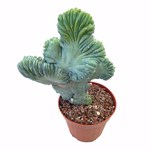 Myrtillocactus geometrizans cv. strictum cristata