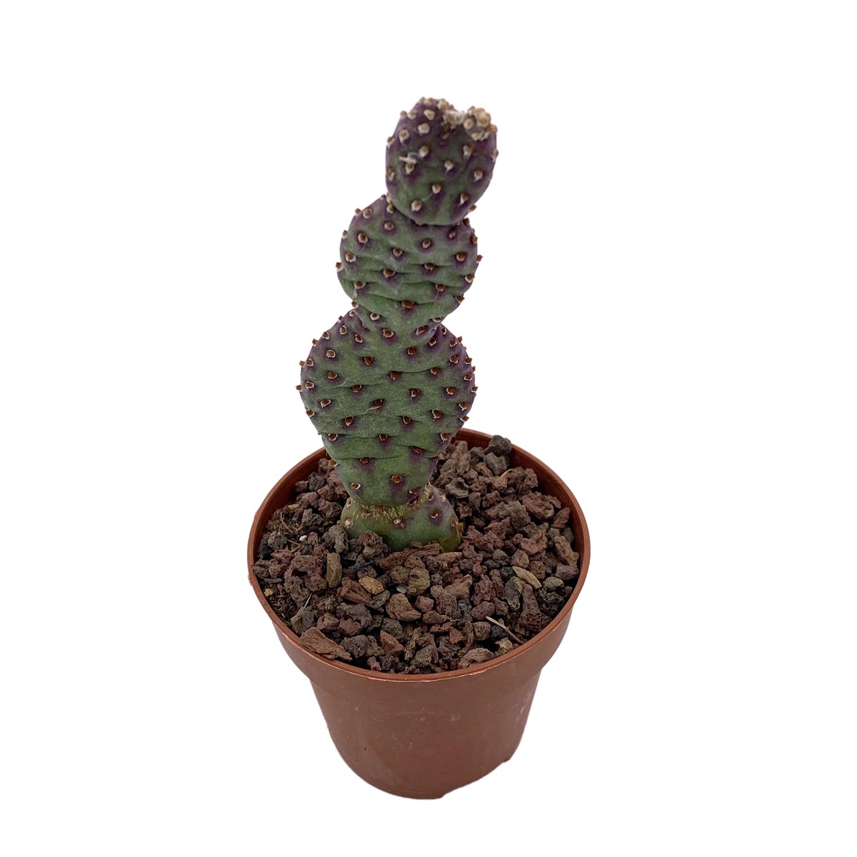 https://bo.cactijardins.com/FileUploads/produtos/as-nossas-plantas/opuntia/cactijardins_opuntia_microdasys_ref3258.jpg