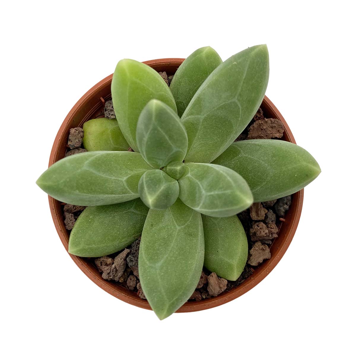 https://bo.cactijardins.com/FileUploads/produtos/as-nossas-plantas/pachyphytum/cactijardins_pachyphytum_compactum_ref1668.jpg