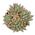 https://bo.cactijardins.com/FileUploads/produtos/as-nossas-plantas/pachyphytum/cactijardins_pachyphytum_hookeri_ref2281_thumb.jpg