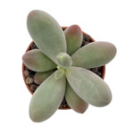 https://bo.cactijardins.com/FileUploads/produtos/as-nossas-plantas/pachyphytum/cactijardins_pachyphytum_kimnachii_ref1666_thumb.jpg
