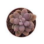 https://bo.cactijardins.com/FileUploads/produtos/as-nossas-plantas/pachyphytum/cactijardins_pachyphytum_oviferum_ref2406_thumb.jpg