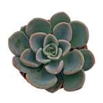https://bo.cactijardins.com/FileUploads/produtos/as-nossas-plantas/pachyveria/cactijardins_graptoveria_orpet_ref1507_thumb.jpg