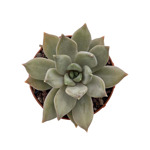 https://bo.cactijardins.com/FileUploads/produtos/as-nossas-plantas/pachyveria/cactijardins_pachyveria_compassion_ref3549_thumb.jpg