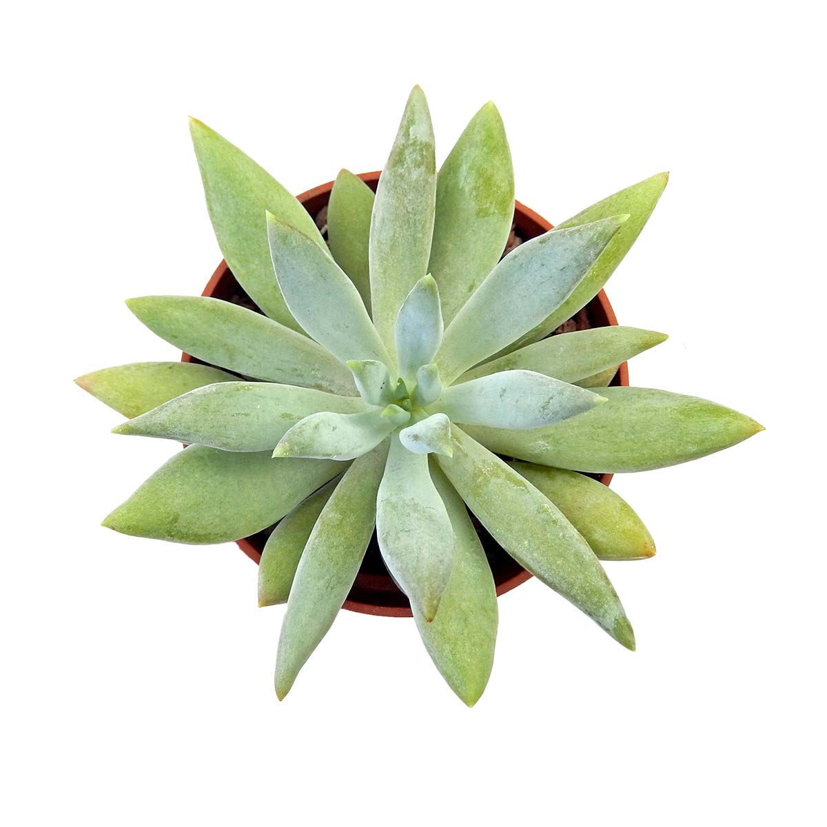 https://bo.cactijardins.com/FileUploads/produtos/as-nossas-plantas/pachyveria/cactijardins_pachyveria_glacier_ref4267.jpg