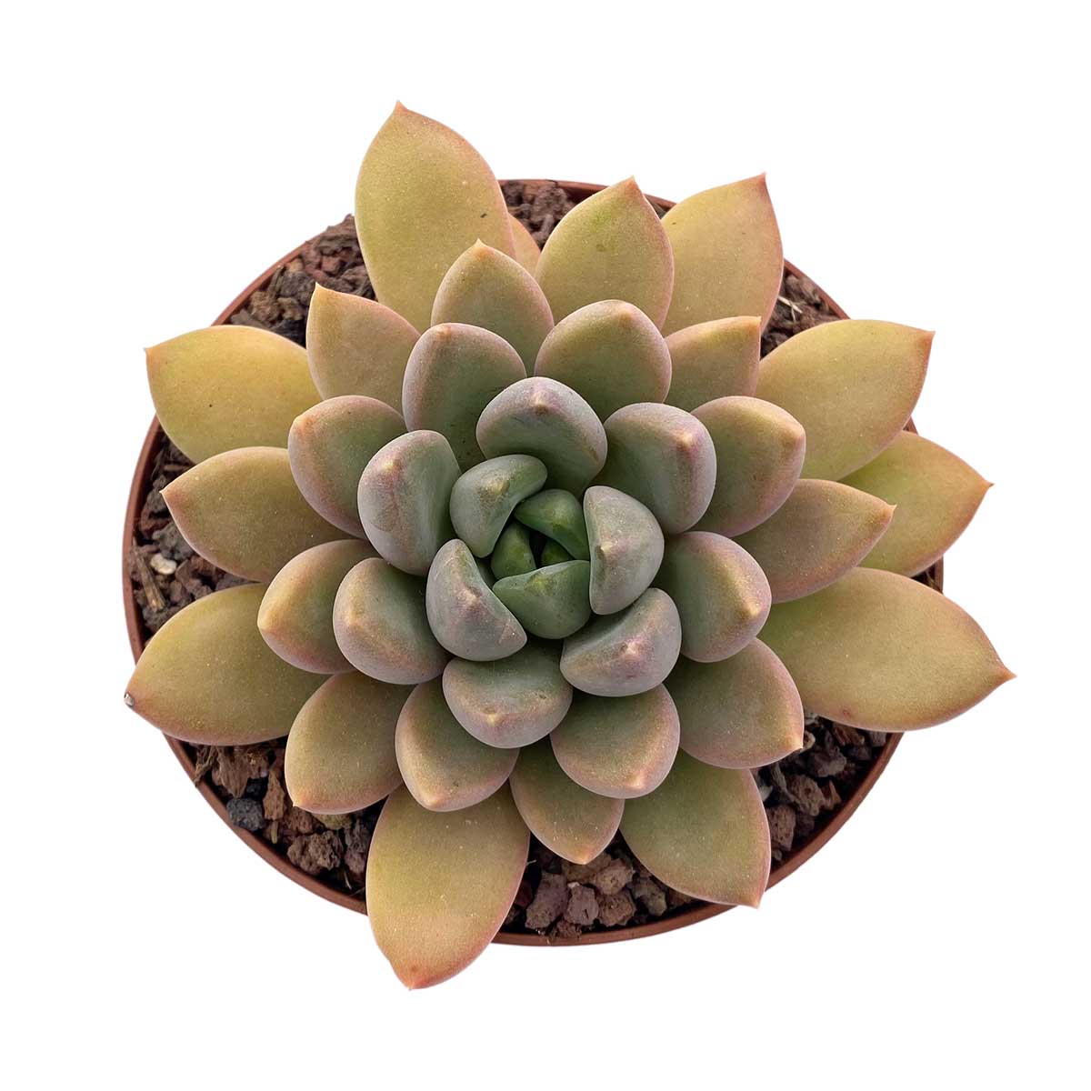 https://bo.cactijardins.com/FileUploads/produtos/as-nossas-plantas/pachyveria/cactijardins_pachyveria_rough_ref3567.jpg