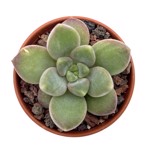 https://bo.cactijardins.com/FileUploads/produtos/as-nossas-plantas/pachyveria/cactijardins_pachyveria_rough_ref3711_thumb.jpg
