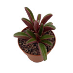 https://bo.cactijardins.com/FileUploads/produtos/as-nossas-plantas/peperomia/cactijardins_peperomia_graveolens_ref1515_2_thumb.jpg