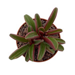 https://bo.cactijardins.com/FileUploads/produtos/as-nossas-plantas/peperomia/cactijardins_peperomia_graveolens_ref1515_thumb.jpg