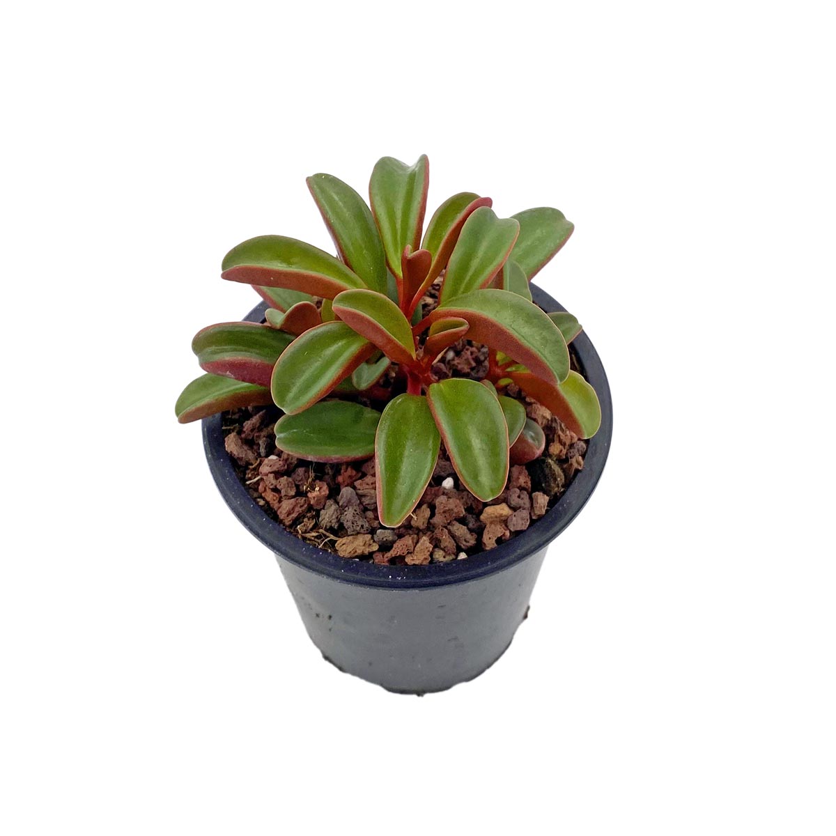 https://bo.cactijardins.com/FileUploads/produtos/as-nossas-plantas/peperomia/cactijardins_peperomia_graveolens_ref3496.jpg
