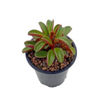 https://bo.cactijardins.com/FileUploads/produtos/as-nossas-plantas/peperomia/cactijardins_peperomia_graveolens_ref3496_thumb.jpg