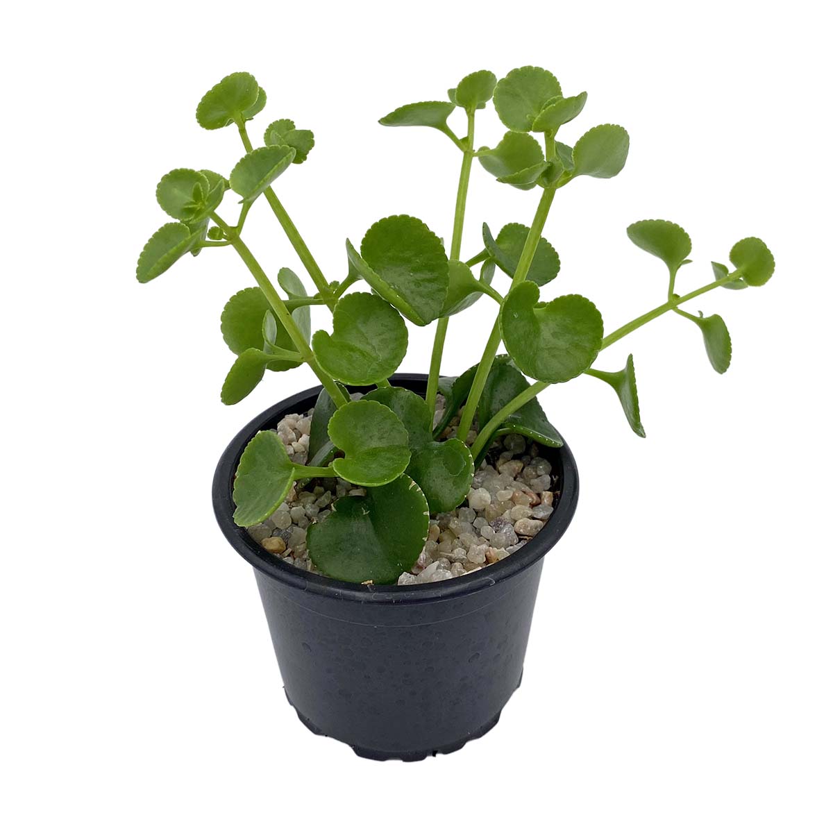 https://bo.cactijardins.com/FileUploads/produtos/as-nossas-plantas/peperomia/cactijardins_peperomia_rotundifolia_ref2477_1.jpg
