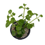 https://bo.cactijardins.com/FileUploads/produtos/as-nossas-plantas/peperomia/cactijardins_peperomia_rotundifolia_ref2477_thumb.jpg