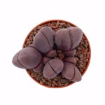 https://bo.cactijardins.com/FileUploads/produtos/as-nossas-plantas/pleiospilos/cactijardins_pleiospilos_nelii_royal_flush_ref559_thumb.jpg