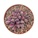https://bo.cactijardins.com/FileUploads/produtos/as-nossas-plantas/pleiospilos/cactijardins_pleiospilos_nelii_rubra_thumb.jpg