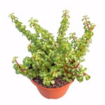 https://bo.cactijardins.com/FileUploads/produtos/as-nossas-plantas/portulacaria/cactijardins_portulacaria_afra_mediopicta_ref3773_thumb.jpg